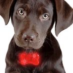 Colgante LED para Perros